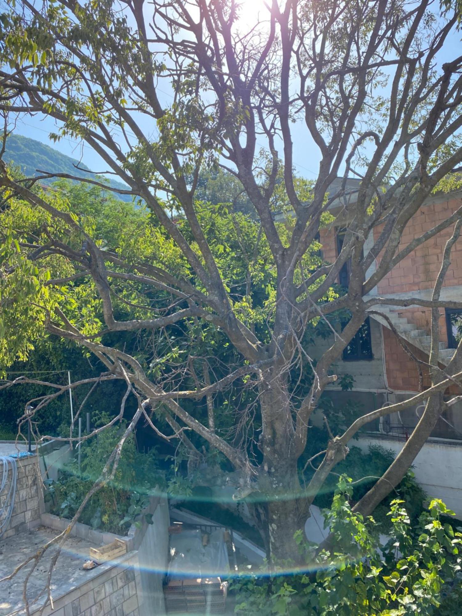 Vila Corovic Kumbor Bagian luar foto